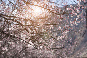 Beautiful peach forest