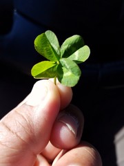 4 Leaf Clover 