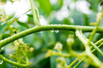 Dew drops on the branches