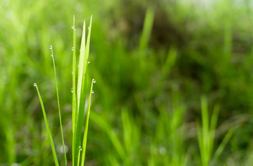 Dew drops on the branches