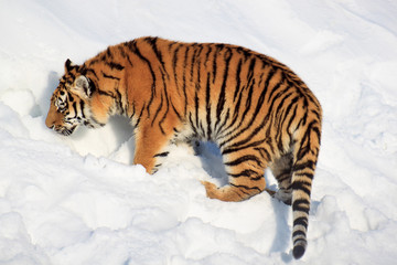 Fototapeta na wymiar Wild siberian tiger tracks down its prey.