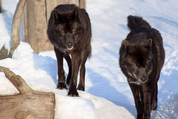 Obraz premium Two black canadian wolf are watching their prey.