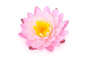 pink lotus isolated on white with path