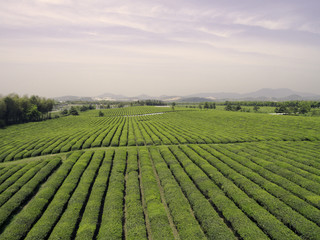 tea plantation