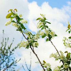Spring greeting card, blossom bird cherry.
