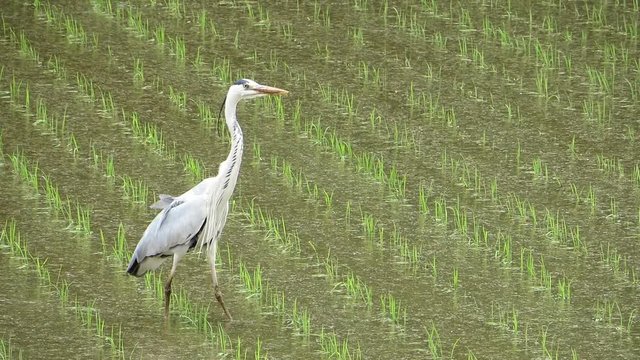 アオサギ 田んぼでエサを探す