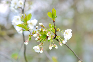 Cherry blossoms with nice background color