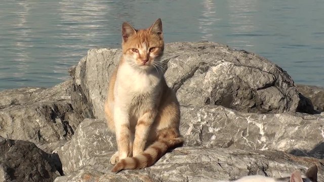 Ginger cat looks in camera