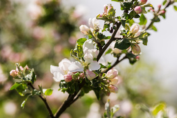 Obraz premium blossoming apple tree closeup