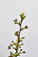 Blooming tree in spring