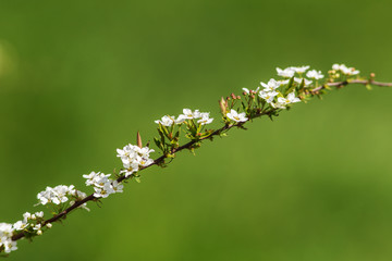 Flowering spiraea branch