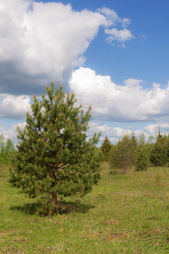 Spring landscape with a pine