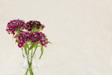 Dark red sweet william flowers in vase with copy space