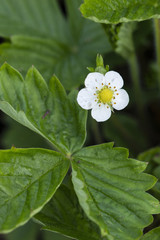 Flower of strawberries with green leaves.