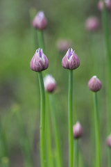 Flowers of chives in nature.