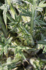 Detail of Thorn Thorns.