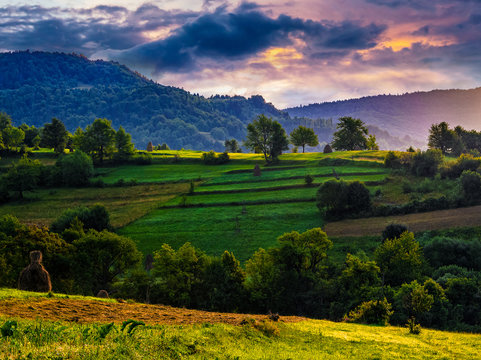 agricultural fields on hills at sunrise
