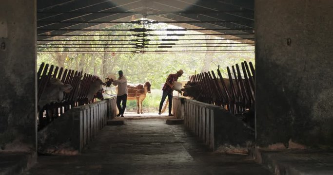 Slow Motion Farmers Feeding Cows In Ranch Peasants Working