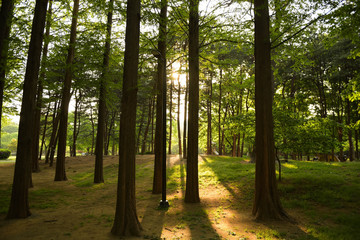 sunshin in the forest 