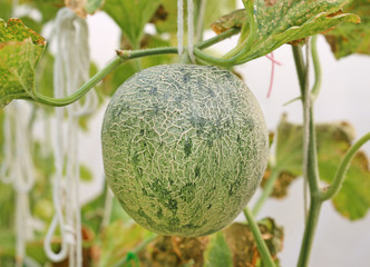 Cantaloupe melon in greenhouse farm.