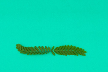 Green line wreath of tamarind leaves on aqua background 