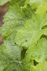 Green leaves with water droplets