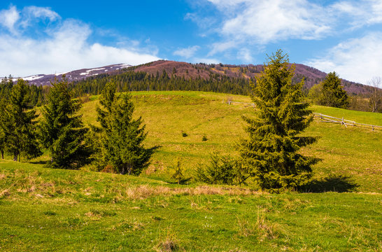 conifer forest in summer countryside landscape