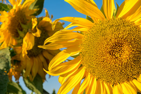 Sunflower on large sunflowers field on blue sky background