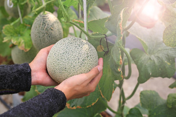 Woman hand holding melon in greenhouse melon farm.