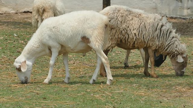 sheep eating grass in farm.
