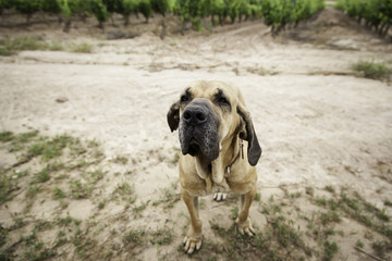Obraz premium Hound dog
