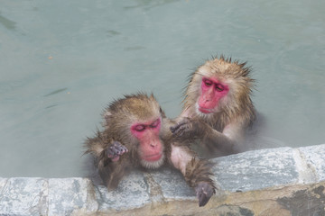 Fototapeta premium 温泉に浸かる猿
