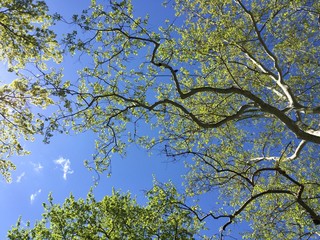 Tree branches with blue sky and sunny sky
