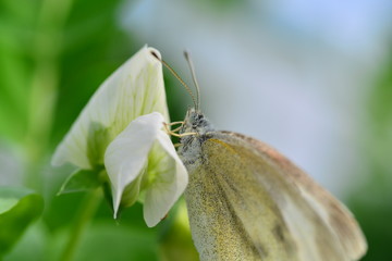 Butterfly on the flower