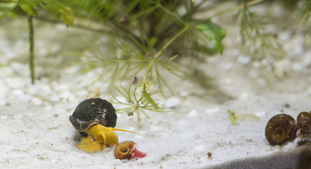 snails in the aquarium © Мария Балахонцева