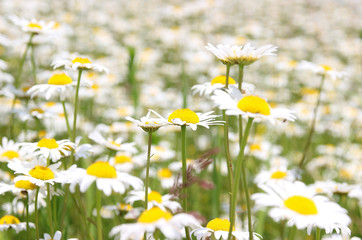 Field chamomile. Summer flowers