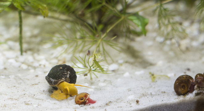 Snails In The Aquarium