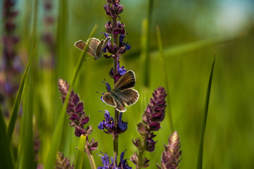 butterfly sitting on green grass field with flowers