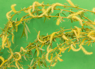 Branches of a flowering willow on a green background © studybos