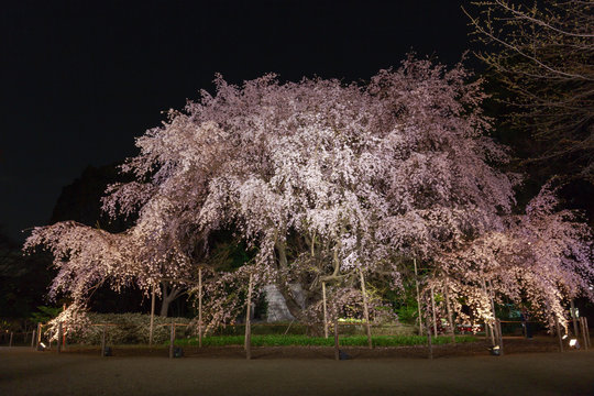 国指定名勝六義園 満開の夜桜