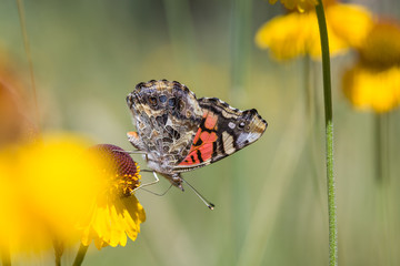 West Coast Lady (Vanessa annabella), Bigelow's Sneezeweed