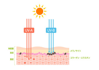 紫外線UV-AとUV-Bの皮膚細胞へのダメージとしみの元メラニン生成の仕組み
