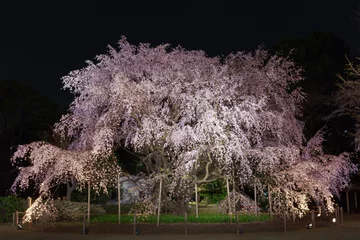 Fototapete Kirschblüte 【東京の桜名所】六義園の夜桜
