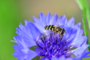 bee on the flower