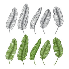 Banan leaf collection. Tropical leaf set. Vector illustration