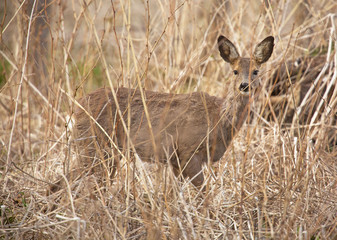 Deer hiding in the reeds