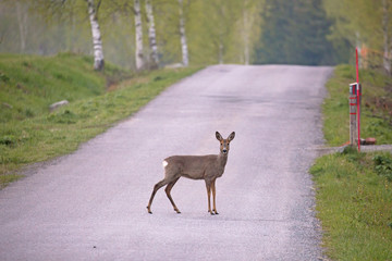  Roe deer (Capreolus capreolus) © svenaw