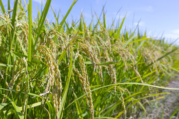 稲穂