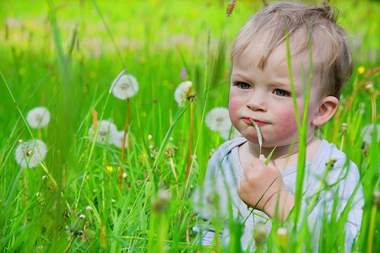 Cute toddler cakes grass among the blossoming dandelions. Child, health concept.