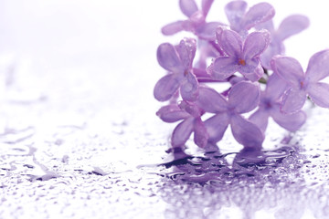 Naklejka na ściany i meble Flowers purple lilac in water drops